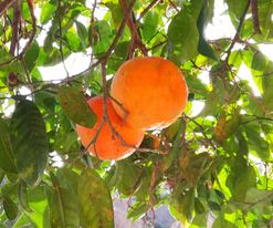 Apelsinträd finns överallt men tyvärr är dom väldigt sura
